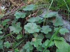Alchemilla bombycina