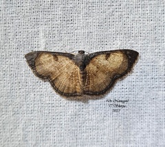 Hydatocapnia marginata