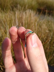Coenagrion lunulatum