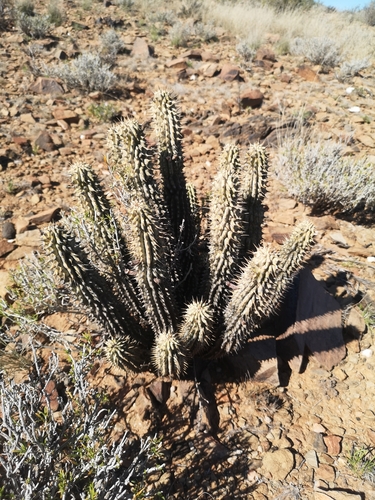 Hoodia gordonii