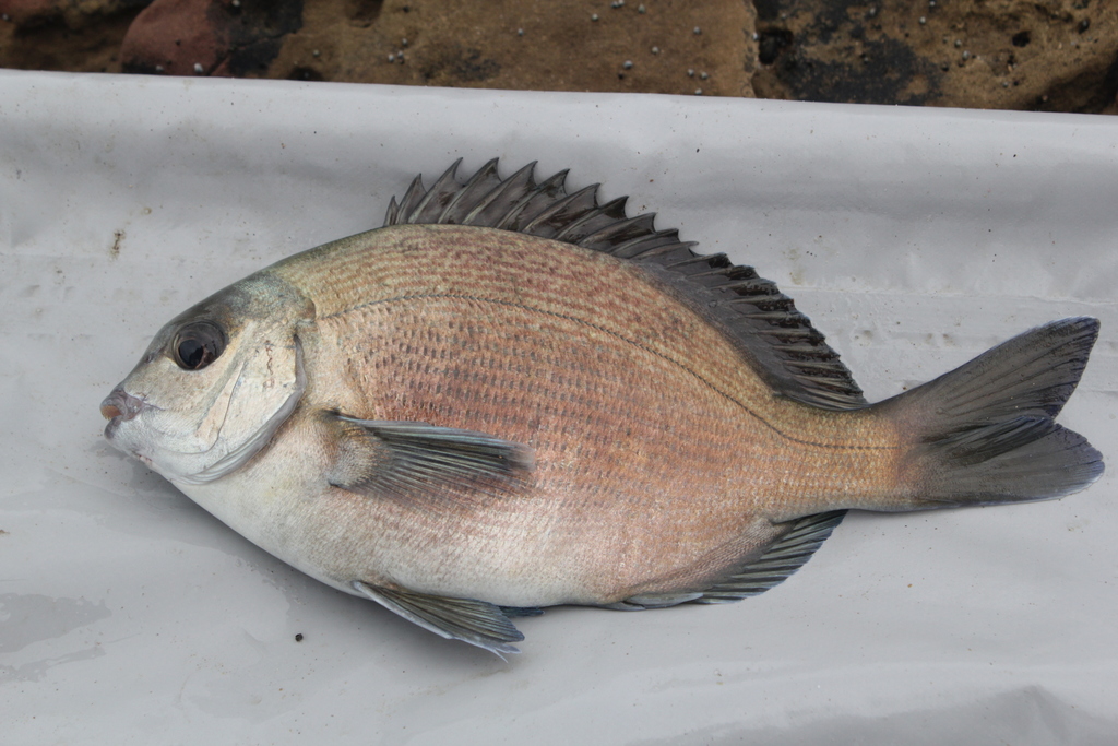 Bronze Seabream