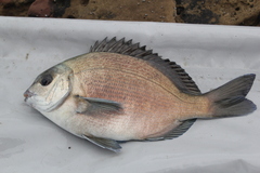 Bronze Seabream photo 1