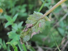 Podosphaera phtheirospermi