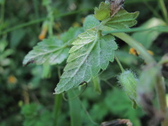 Podosphaera phtheirospermi