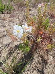 Oenothera