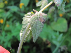 Podosphaera phtheirospermi