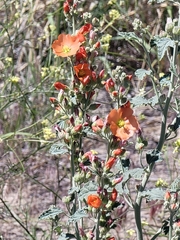 Sphaeralcea coccinea