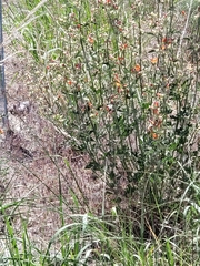 Sphaeralcea coccinea