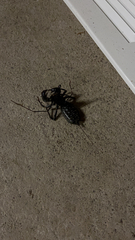 Mastigoproctus giganteus