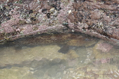 Epinephelus andersoni