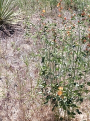 Sphaeralcea coccinea