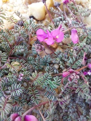 Indigofera humifusoides