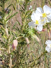 Oenothera
