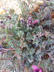 Indigofera humifusoides