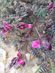 Indigofera humifusoides
