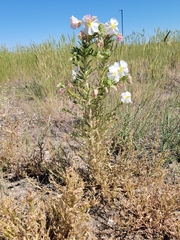 Oenothera