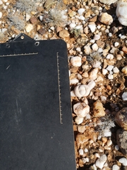 Dinteranthus pole-evansii