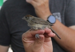 Sylvia atricapilla