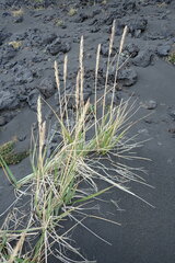 Leymus ajanensis