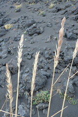 Leymus ajanensis