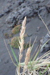 Leymus ajanensis
