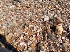 Dinteranthus pole-evansii