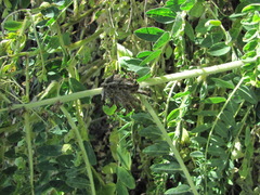 Astragalus alopecurus
