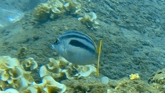 Scolopsis monogramma