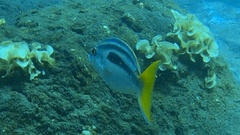 Scolopsis monogramma