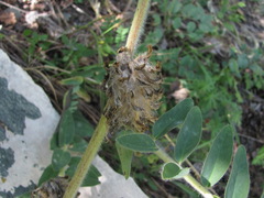 Astragalus alopecurus
