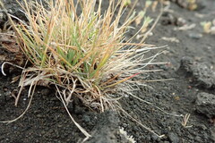 Festuca brevissima