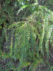 Astragalus alopecurus