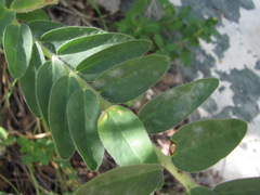 Erysiphe astragali