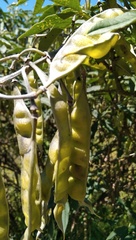 Piptanthus nepalensis