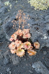 Micranthes purpurascens