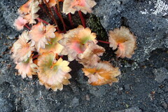 Micranthes purpurascens