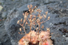 Micranthes purpurascens