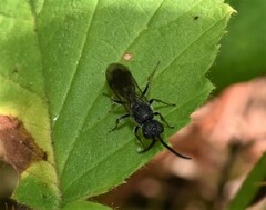Myrmosa unicolor