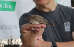 Locustella luscinioides