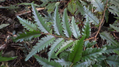 Malagasy tea