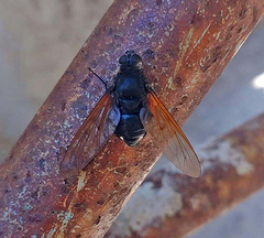 Satyramoeba hetrusca