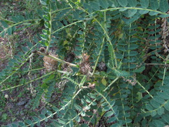 Astragalus alopecurus
