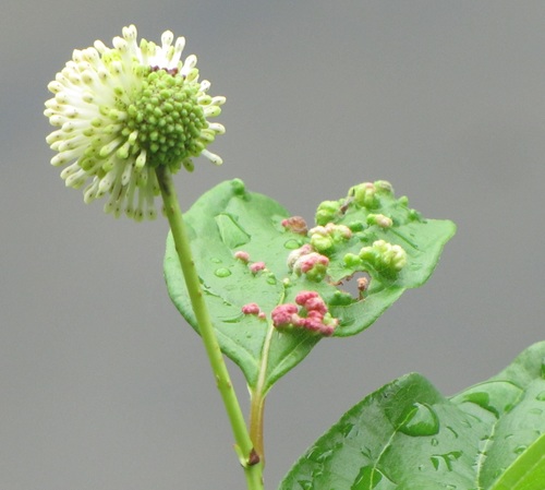 Buttonbush Mite