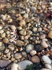 Hesperantha marlothii