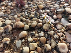 Hesperantha marlothii