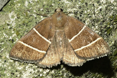Argyrostrotis quadrifilaris