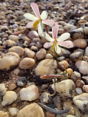 Hesperantha marlothii
