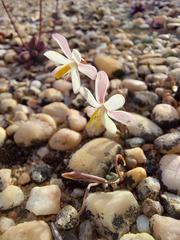 Hesperantha marlothii