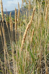 Leymus ajanensis