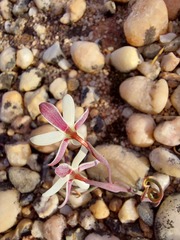 Hesperantha marlothii